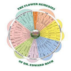 Bach Flower Remedy Wheel
